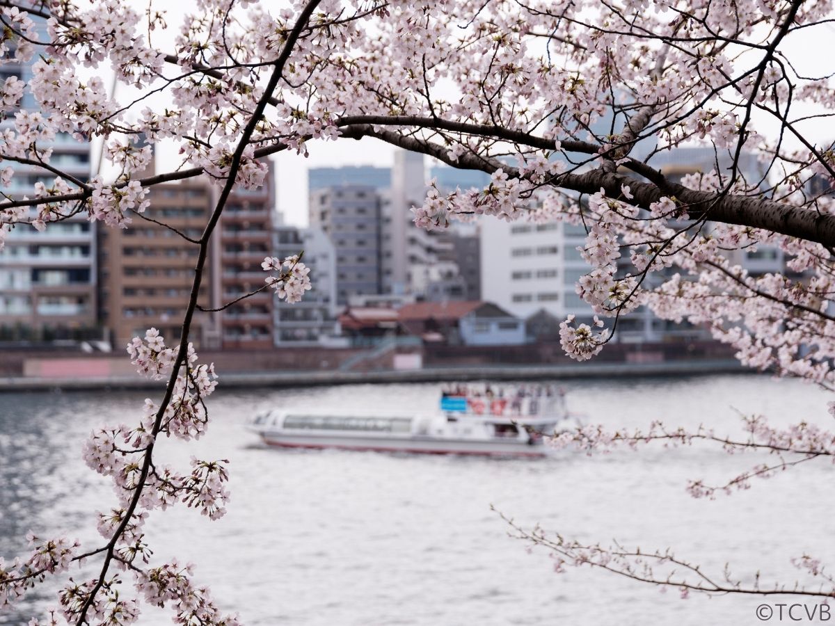 Spring - Cherry blossom viewing